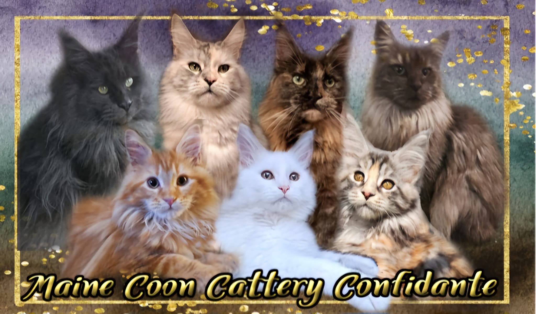 Maine Coon Cattery Confidante